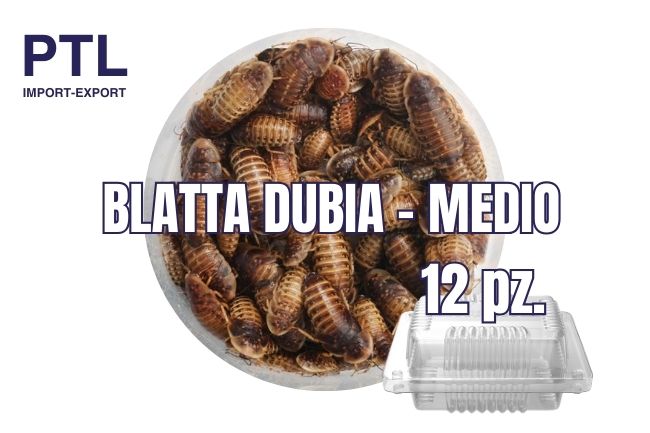 BLATTA DUBIA- MEDIO - 12 PZ_CONFEZ